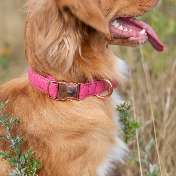 Vibrant Life Embossed Adjustable Dog Collar, Raspberry Pink, M