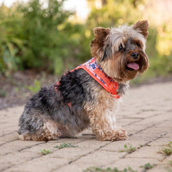 Vibrant Life Floral Dog Walking Harness, Red, M (17" to 20" Chest Size)